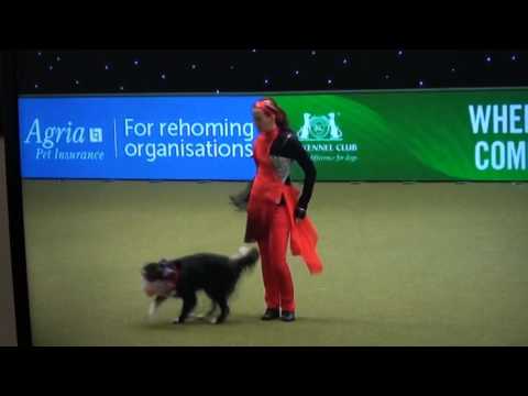 3 11 17 15 Crufts 1st place International musical freestyle