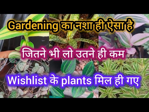 植物オンラインショッピング/植物通販/希少/珍しい/高価/多肉植物/1月の植物