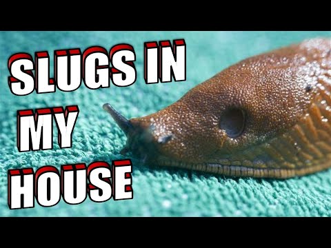 How To Get Rid of SLUGS in The HOUSE & KITCHEN Naturally | FAST & EFFECTIVE SLUG CONTROL