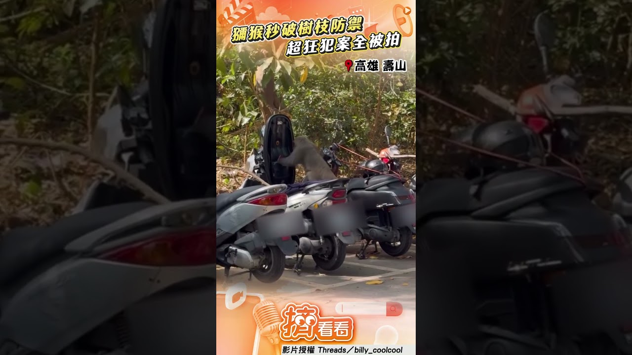 影音/獼猴又搞事!徒手破「樹枝防禦」 狂翻找食物全被拍:現行犯!