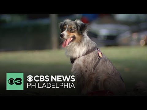 How to decode your dog's yawn | Pet Project - YouTube