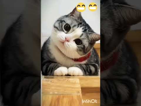 #cat funny video 🤣🤣🤣