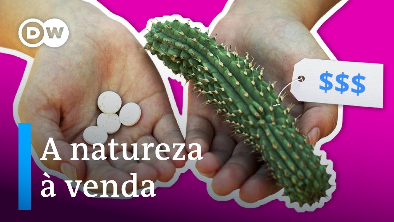 Biopirataria: como empresas estão comprando a natureza