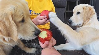 Dogs Taste Testing New Foods! Carrots, Apples & Pickles!