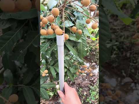 Trái nhãn 5 tháng 7 ngày tuổi