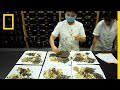 Herbal Tea Remedy What S Inside National Geographic