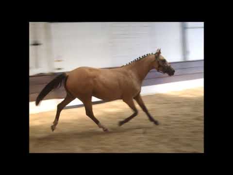 PAV DOLCE GABBANA 2j. v. No Limit Z - Danny Gold