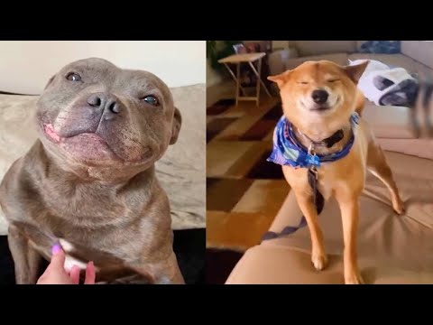 Happy Guy Happy Dog - TikTok Compilation