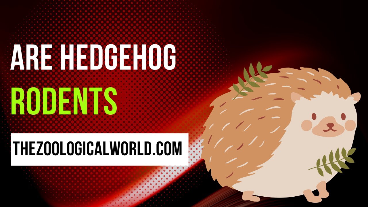 Are hedgehogs in the rodent family?