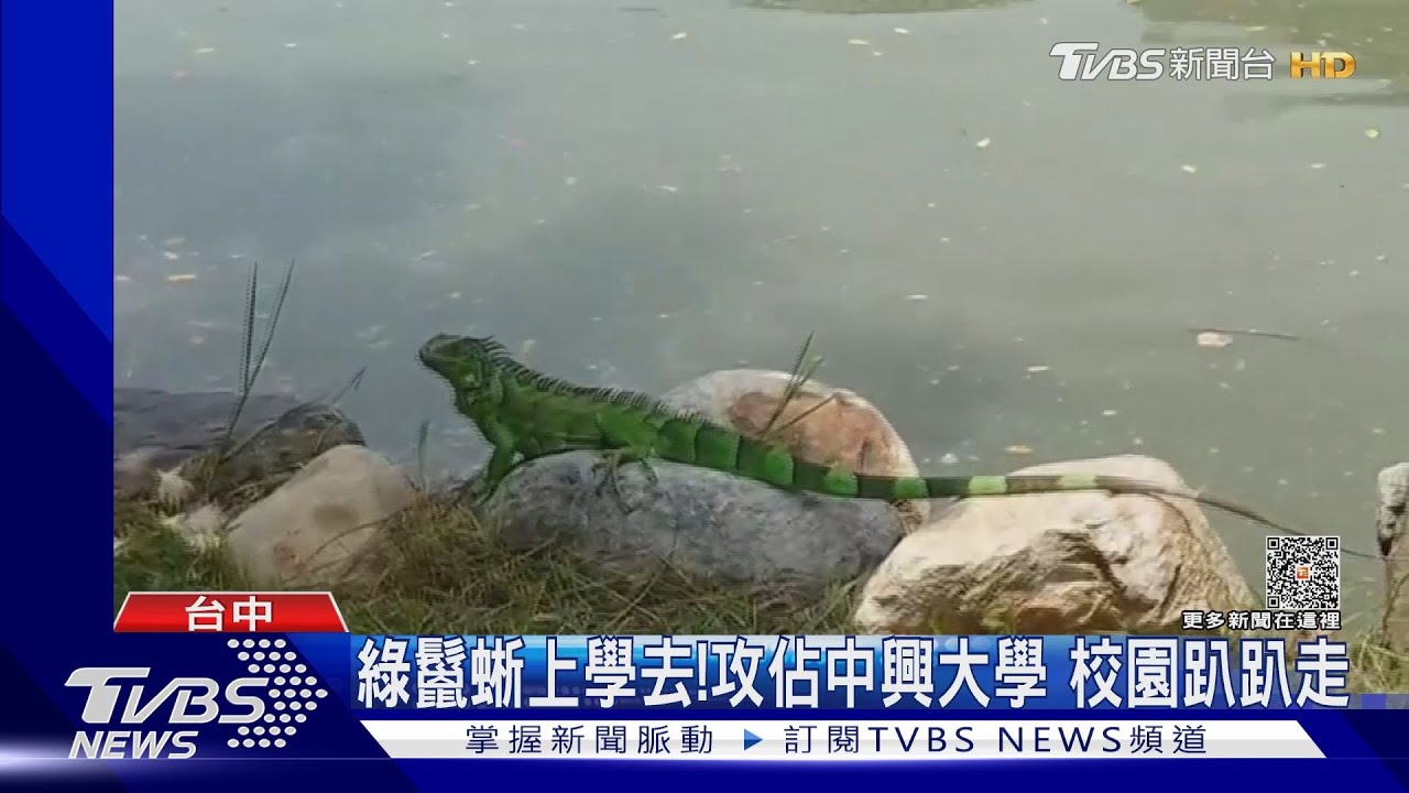 綠鬣蜥上學去!攻佔中興大學 校園趴趴走