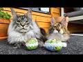Easter Egg Hunt... for Cats?!