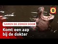 Nijlpaard Juliette komt naar Hilvarenbeek | Omroep Brabant