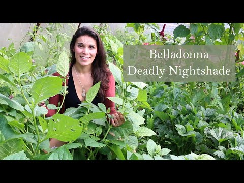Deadly Nightshade (Atropa belladonna) growing in Ireland