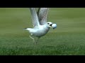 Seagull Steals Ball On No 17 At THE PLAYERS In 1998