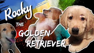 Puppy Compilation of Rocky the Golden Retriever