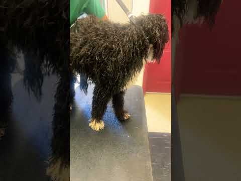 Onyx going a puppy cut #dog #spaday