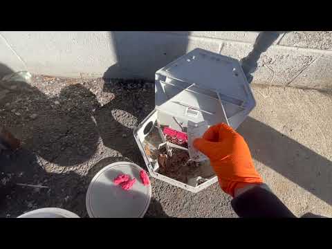 Refreshing the Bait in the Rodent Bait Station in Bradley Beach, NJ