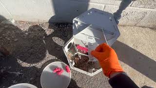 Watch video: Refreshing the Bait in the Rodent Bait Station in Bradley Beach, NJ