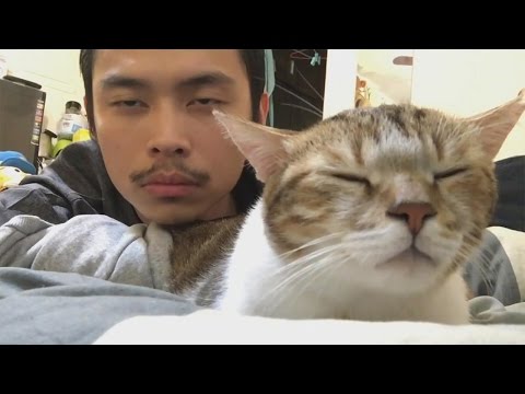あなたは、あまりにも多くの猫のビデオを持っていることはできません。 (You Can Never Have Too Many Cat Videos)