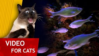 Cat Games - Aquarium full of Fish (Video for Cats) 1 hour