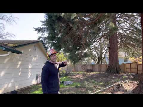 When crown raising drooping trees start from the inside