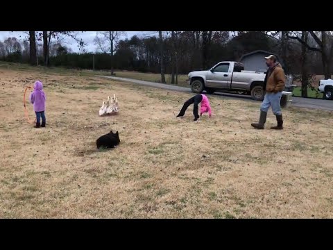 【動画】 アヒルを追い詰める牧羊犬（ボーダーコリー）が凄いｗｗ！！: ひろぶろ