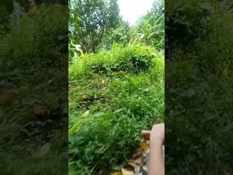 Naik motor pergi ke kebun