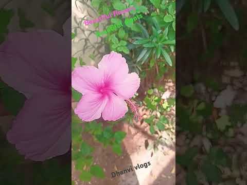 Beautiful plant, beautiful flowers #dhanvi vlogs #pleasesubscribe