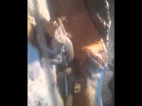 pourquoi mon pogona ouvre la bouche