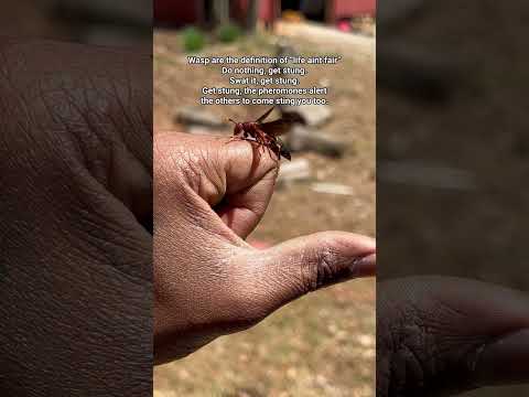 Once a wasp stings you you basically have a “sting me” sticker placed on your back #wasp