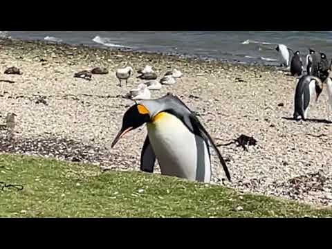 Penguin using its beak to climb!