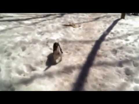 Nobscot Scout Reservation dog walk