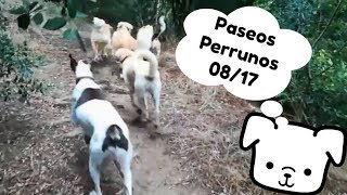 Paseos Perrunos 🐾 08/17 🐾 (Txarango - El tren del temps)
