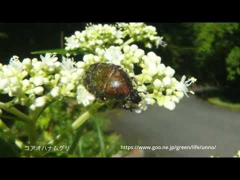 虫の眼レンズの世界　オトコエシの花に来た虫たち