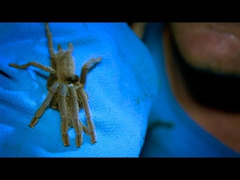 Trying to Catch a Tarantula | BBC Earth Explore