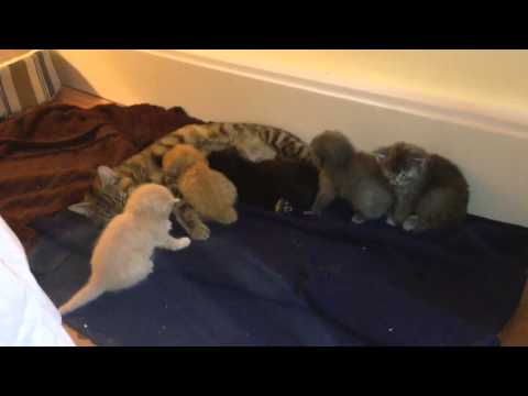 Mama Tigger and her kittens