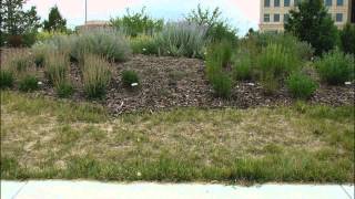 preview picture of video 'Aurora Water Conservation - Xeriscape Basics'