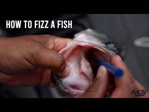 YouTube video about: What does it mean to fizz a fish?
