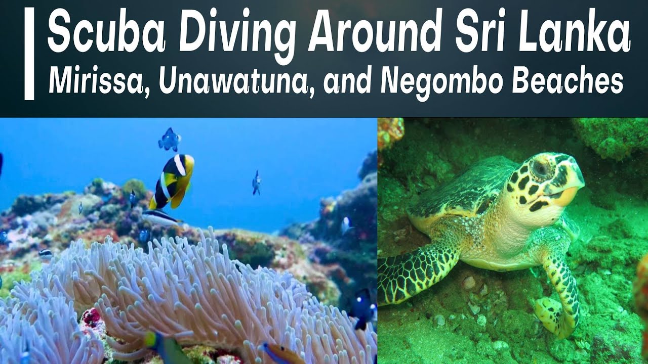 Discover marine life with Scuba Diving adventure.