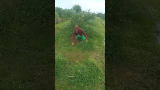 Download lagu tukang ngarit viral mp3 Download lagu tukang ngarit viral mp3