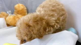 ハーフ犬の動画01