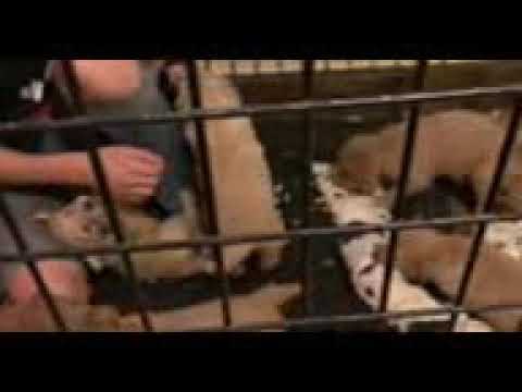 Amy - Goldendoodle puppy for sale