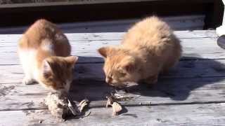 preview picture of video 'Angry Kitty's in Murphy NC with Growling Cat on the Side.'