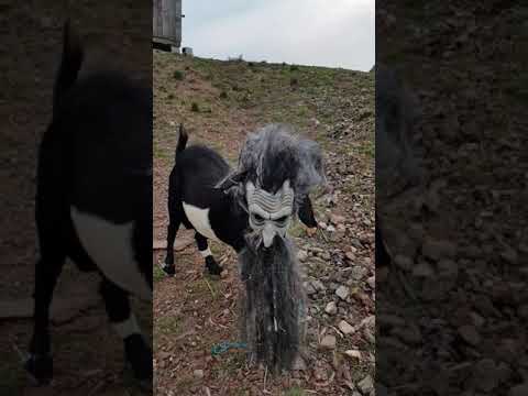 Satan the Goat, a day in the life.