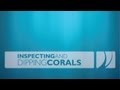Dip & Inspect Coral (Parasite Pics)