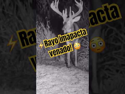 Captan rayo impactando a un venado!