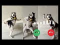 Husky Dance Ichu Ichu Husky Dance