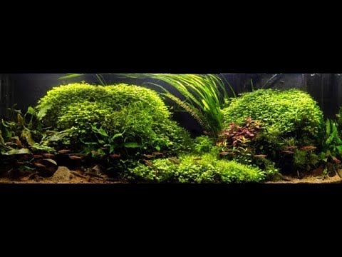 Zakládání akvária s mechy a jak na řasu v akváriu