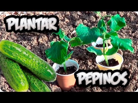 , title : 'Como Plantar Pepinos En El Huerto || Cultivo Del Pepino || La Huertina De Toni'