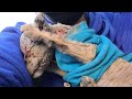 A 6 Weeks Old Fearful Boy Suffered Burned And Tails Cut Off By Monster Watch How He Survived